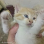 Подарявам пет котета, снимка 4