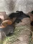 продавам зайци на 3 месеца, снимка 2
