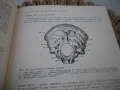 Анатомия на човека - 1977 г., снимка 5