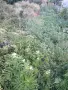 Продава се дворно място в село ситово област силистра с ток и вода близо до главен път , снимка 1