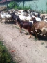 Продавам 70 бр. Дойни кози, снимка 4