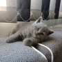 Британски късокосмести котета, снимка 6