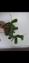 Хоя, hoya Rotundifolia, снимка 2
