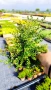 Лоницера, Lonicera nitida Elegant, снимка 10