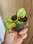 Хоя Heuschkeliana variegata, снимка 1
