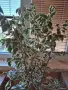 Продавам фокус Бенджамин с шарени листа., снимка 3