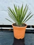 Уникална студоустойчива дървовидна юка Yucca filifera , снимка 7