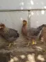 Свободни женски Крем Лекбар на 4 месеца. Само лично предаване за Варна 0886167714 , снимка 4