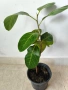 Фикус Ficus Benghalensis( бенгалски фикус ) , снимка 1