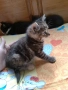 Кафяво тигрово женско коте на 50 дни - Перник, снимка 3