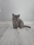 Британски късокосмести котета , снимка 10