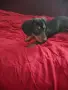 Standarddackel, männlich,1 Jahr, снимка 4