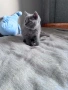 Британски котенца, снимка 6