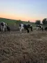 Продавам телета за доугояване , снимка 7