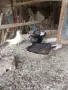 шуменски гълъби , снимка 5