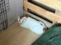 Сляпо мъжко коте си търси дом, снимка 5