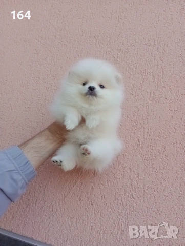 Бели Померани. Реални снимки от 19.04.26 г. , снимка 4 - Померан - 54174634