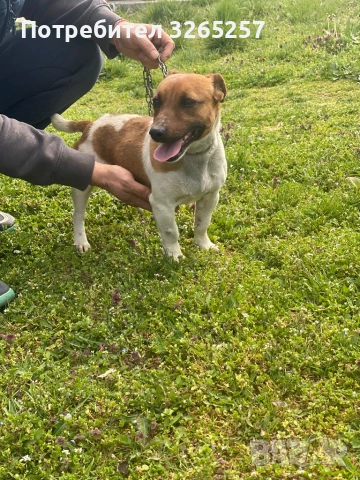 Продавам мини Джак Ръсел териер 