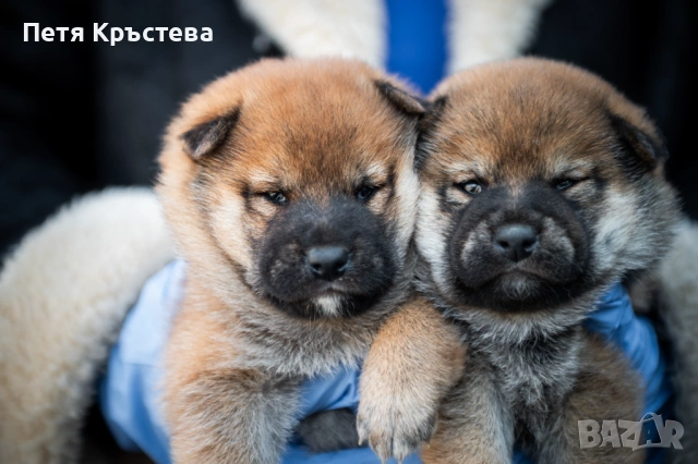Шиба ину бебета