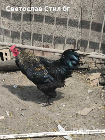 Млади Петли 