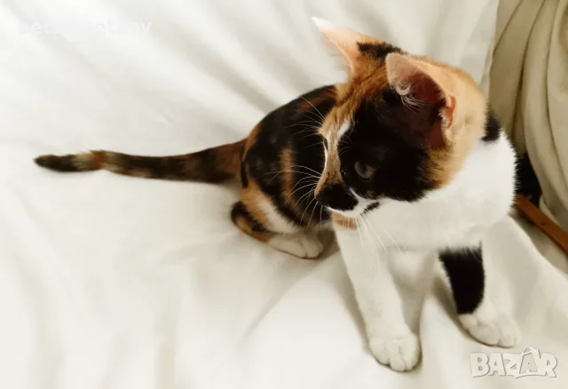 Подарявам малко котенце/ Kleine Katze zu verschenken, снимка 5 - Други - 55603213