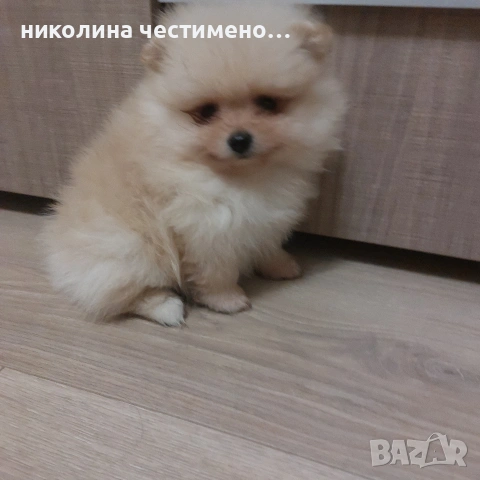 померан, снимка 3 - Померан - 54634890