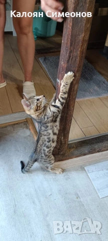 Бенгалски котета