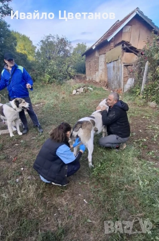 Алабай, снимка 6 - Алабай - 54295087