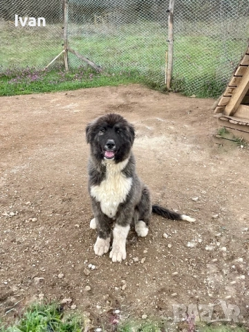 Женска каракачанка, снимка 4 - Каракачанска овчарка - 54087889