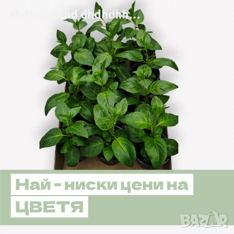 Фуксия за Градината и Балкона , снимка 17 - Градински цветя и растения - 54220620