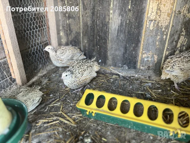 пъдпъдъци на 20 дни, снимка 4 - За селскостопански - 55442445