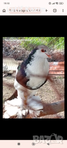 Гълъби * Блондинети * шов поста, снимка 8 - Гълъби - 54219905