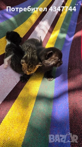 Подарявам три малки котенца. , снимка 12 - Други - 54358034