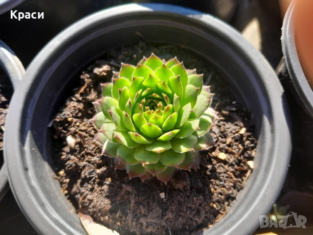 Комплекти седуми., снимка 5 - Градински цветя и растения - 52413728