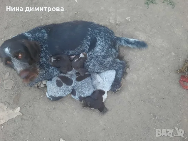 Дратхари на 40 дни, снимка 2 - Дратхаар - 55695285