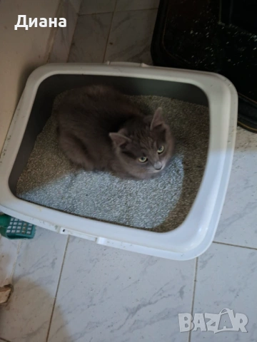 Британска дългокосместа принцеса, снимка 3 - Британска късокосместа - 54340035