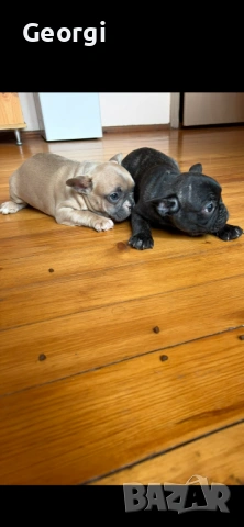 Френски булдог, снимка 4 - Френски булдог - 54267311