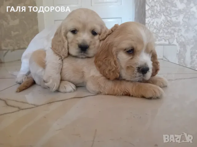 Американски кокер шпаньоли, снимка 8 - Кокер шпаньол - 55434530