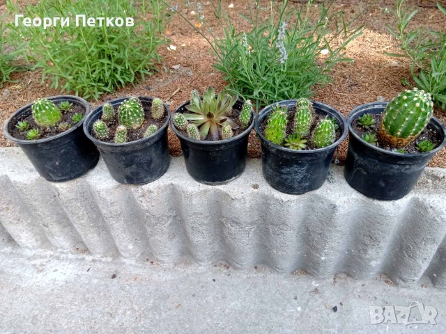 Кактуси и Алпийски рози в саксийка., снимка 7 - Стайни растения - 55258020