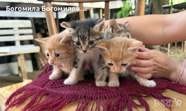 Спешно търся дом за 4 малки котенца, снимка 2 - Други - 54931995