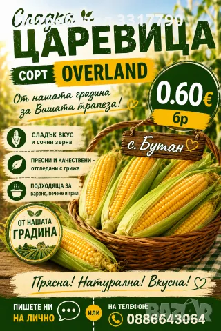 🌽Сладка Царевица OVERLAND 🌽
