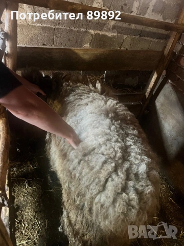 Коч Плевенска Черноглава, снимка 4 - Овце - 54090778