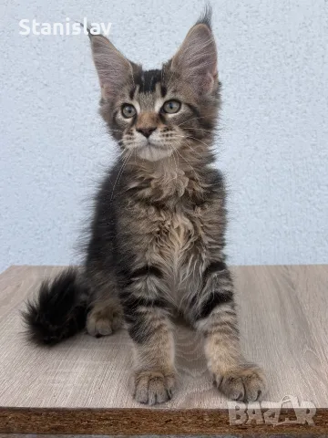 Котенца Мейн Куун