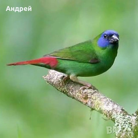 Папагалови амадини 