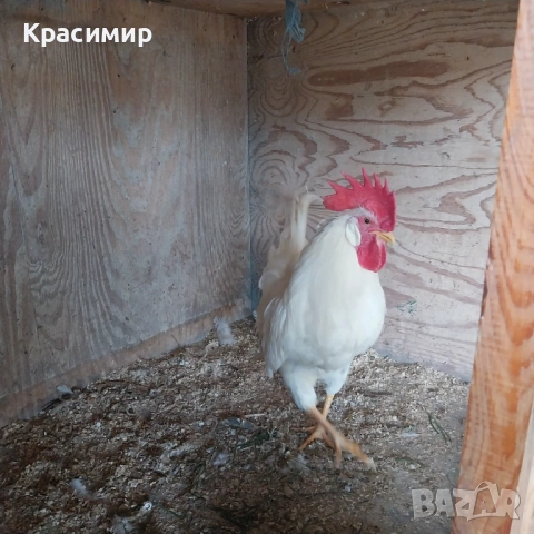 Петел бял Легхорн, снимка 2 - Кокошки и пуйки - 53993542