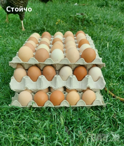 Домашни яйца