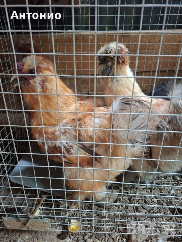 Продавам големи копринки , снимка 7 - Кокошки и пуйки - 54718494