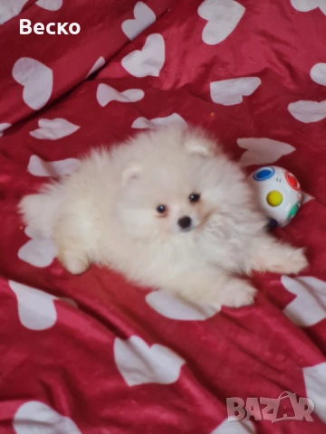 Померан мини мъжко и женско , снимка 6 - Померан - 54255864