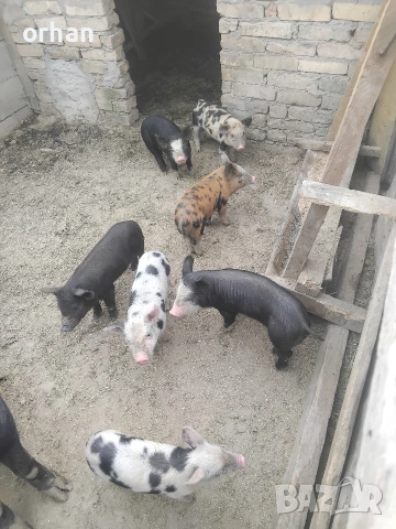 прасенца за продан