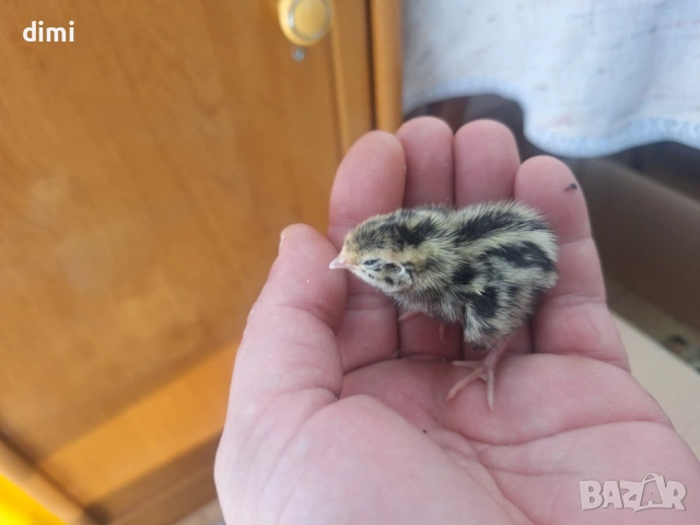 ПЪДПЪДЪЦИ ПРОДАВАМ , снимка 4 - Други - 54731421